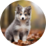 Mini Pomskydoodle Puppies For Sale - Premier Pups Mini Pomskydoodle Puppies For Sale - Premier Pups